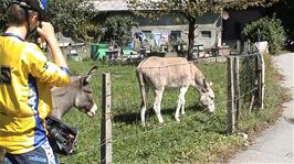Donkeys on the approach to Saint-Maurice, 24.4 miles into the ride